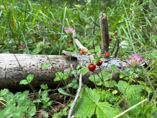 Wild strawberries in forest of mount smolikas in greece