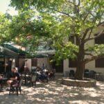 big plane tree over quaint square of samarina mountain village in grevena region of greece