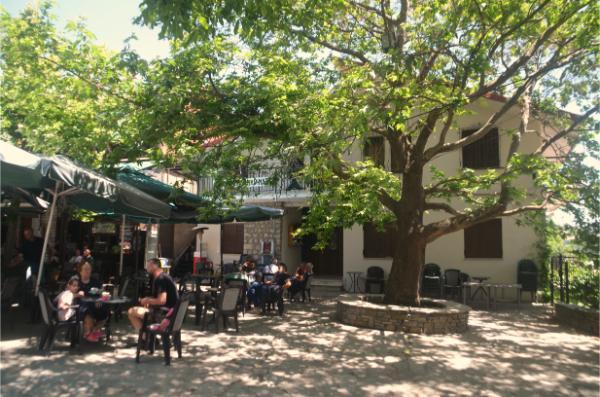 big plane tree over quaint square of samarina mountain village in grevena region of greece