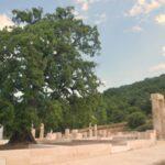 oak tree over ancient ruins in aigai palace in vergina, macedonia, greece