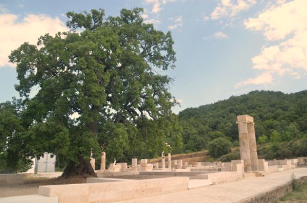 Big oak in the archeological site of aigai palace