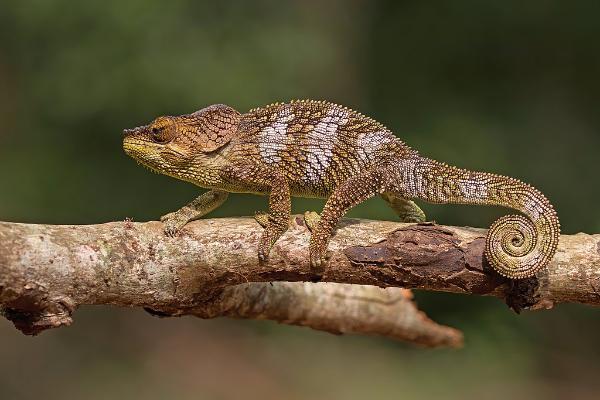 Chameleon in Amber Mountain national park, madagascar