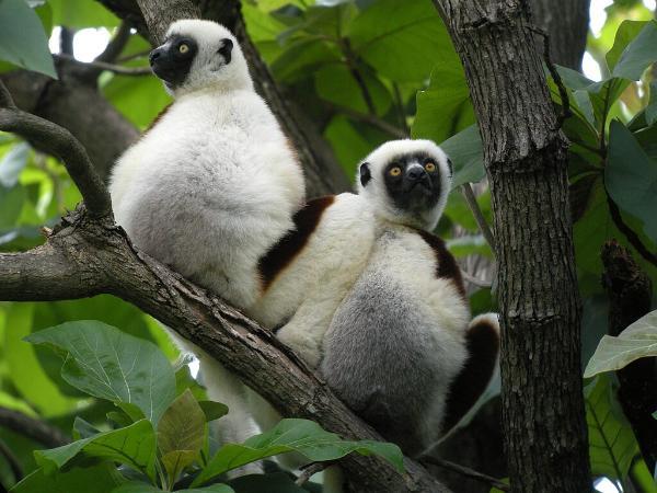 Coquerel’s Sifakas in Ankarafantsika National Park, madagascar