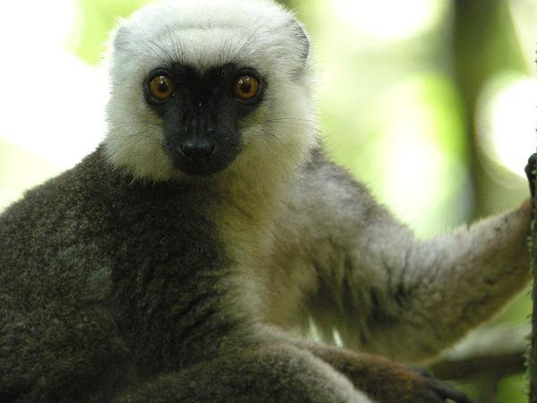 White-headed lemur in Masoala national park in madagascar