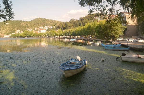 Algal bloom on the shore of lake orestiada in kastoria