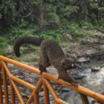 Red-bellied lemur crossing a bridge in a national park in madagascar