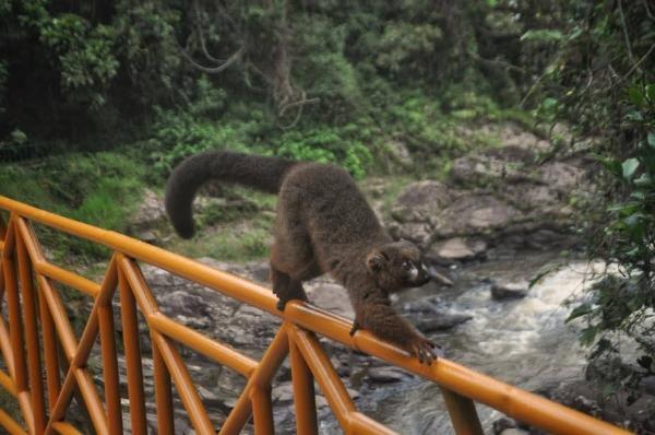 Red-bellied lemur crossing a bridge in a national park in madagascar