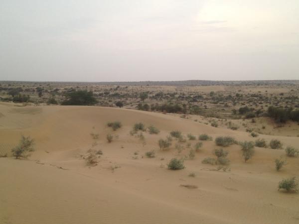 wandering through the dunes in thar desert 