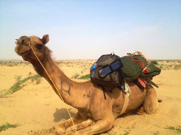 camel loaded with stuff in thar desert 