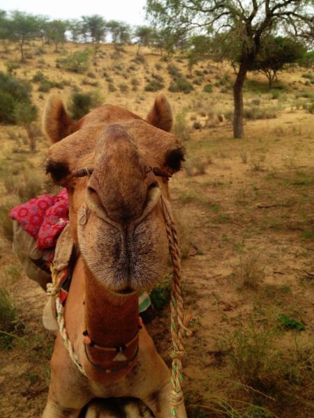 close up of indian camel face in thar desert