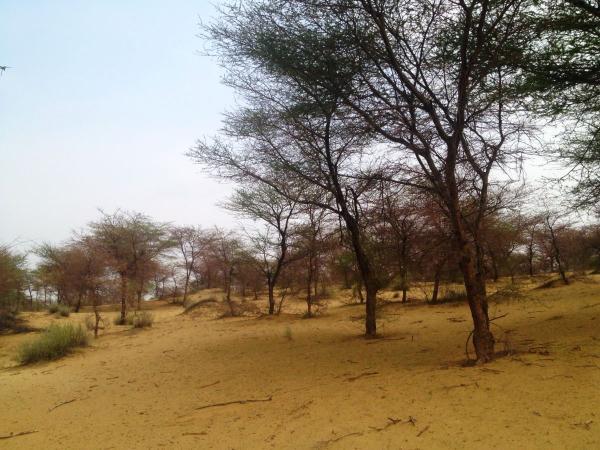 trees growing on sand in thar desert of india