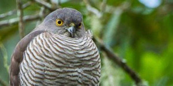 Sparrowhawk in Zahamena national park