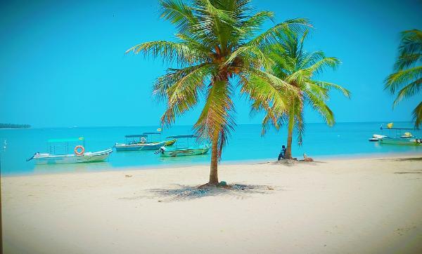 Coconut palms at Passikudah beach in sri lanka