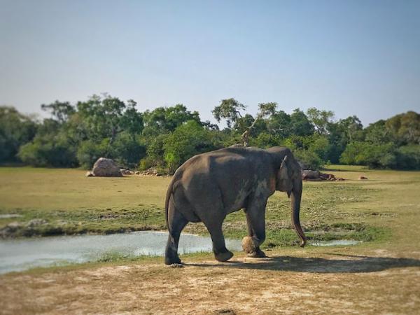 Roaming elephant in kumana national park