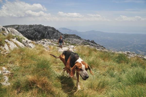 Πεζοπορώντας προς την κορυφή της Δίρφυος από την νότια πλευρά με τετράποδη παρέα