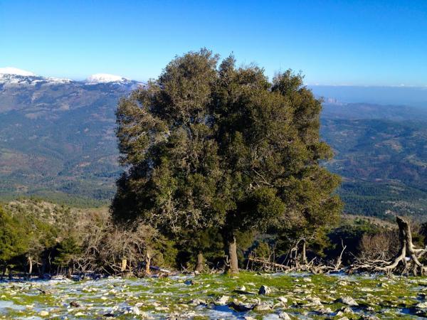 δρυς η κοκκοφόρος στην κορυφή του ευβοικού ολύμπου 