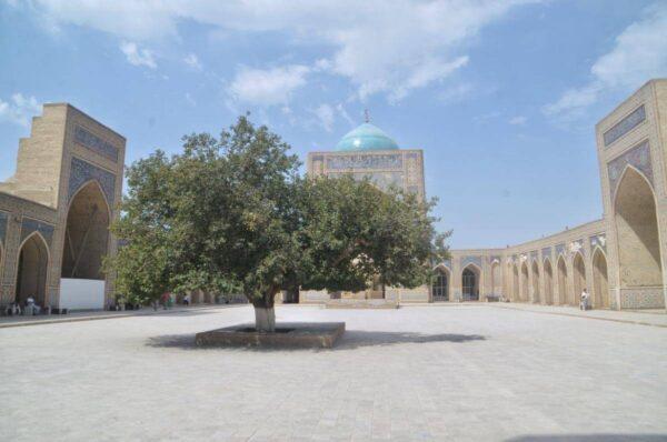 Sacred tree in Kalyan Mosque yard