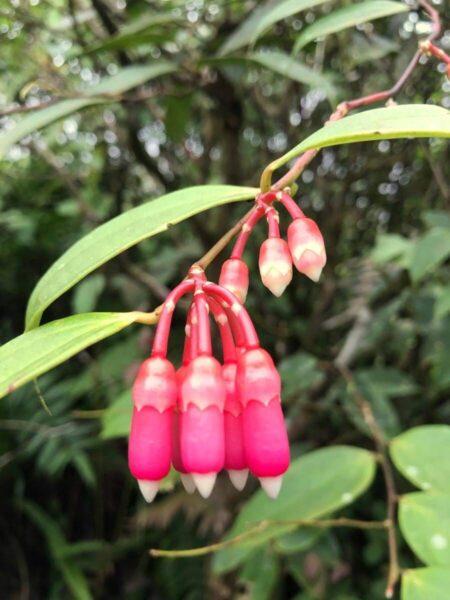 Beautiful cavendishia flowers in the rainforest of arenal volcano in costa rica