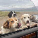 photo of stray dogs jumping to car window at kavos beach on euboea island, greece