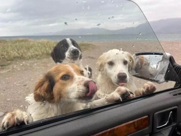 photo of stray dogs jumping to car window at kavos beach on euboea island, greece