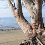 photo of a lovers' heart carved on the trunk of an eucalyptus tree in rovies village on euboea island, greece