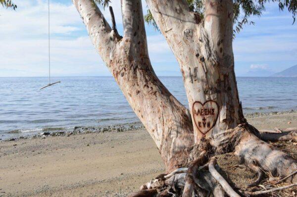 photo of a lovers' heart carved on the trunk of an eucalyptus tree in rovies village on euboea island, greece