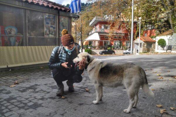 Socializing with friendly strays in Steni village, evia island