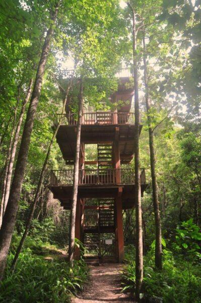 view tower in celaque national park cloud forest