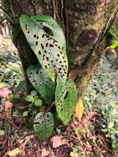 Large cloud forest leaves with holes from insects