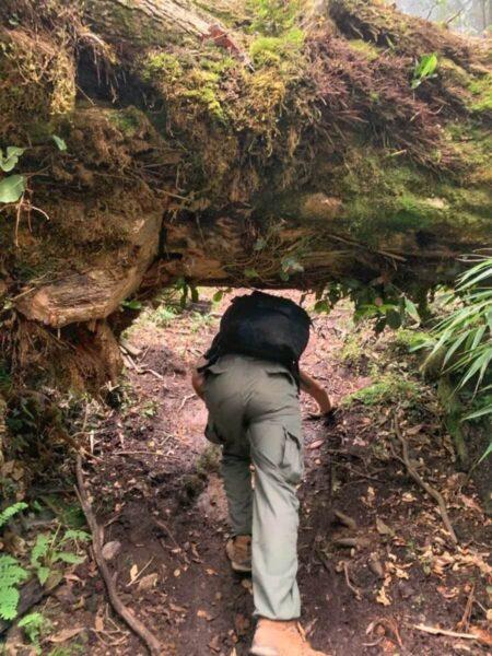 Crawling past a fallen tree while trekking celaque mountain in honduras