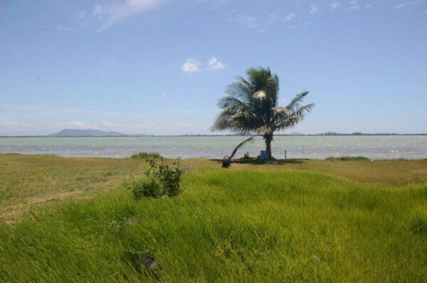 Grassy shore of Araruama Lagoon